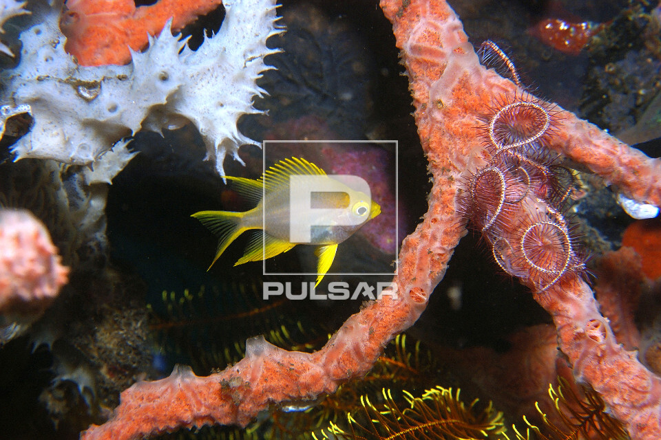 Donzelinha-dourada - Amblyglyphidodon aureus - entre esponjas e estrela-do-mar - Ilha de Negros