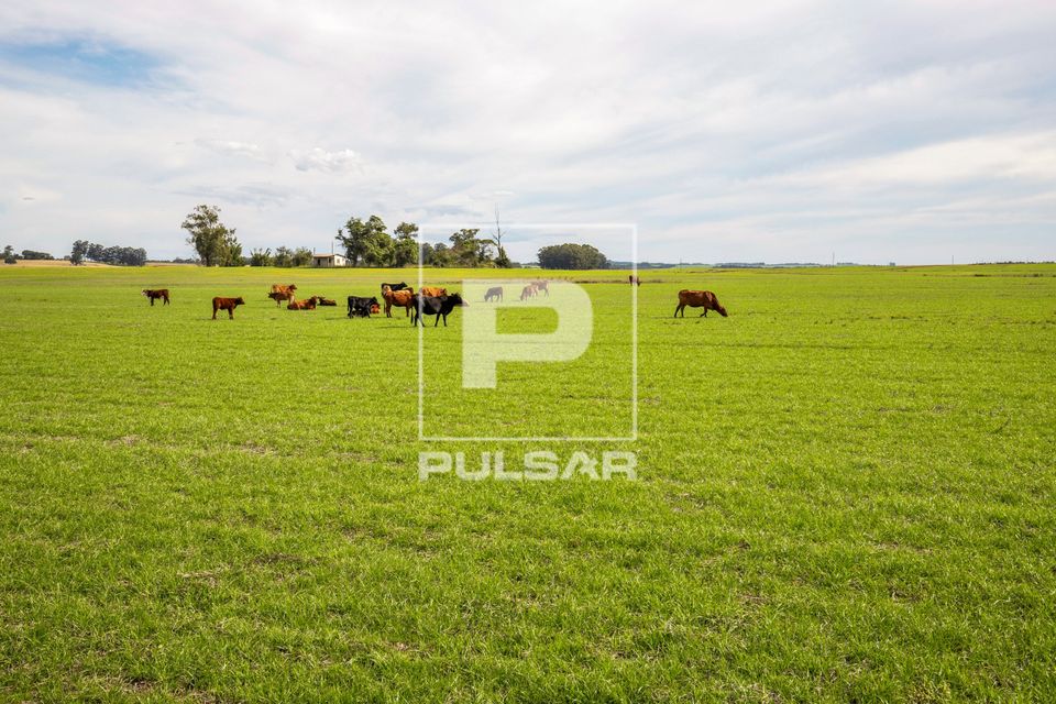 Gado misto em pastagem cultivada