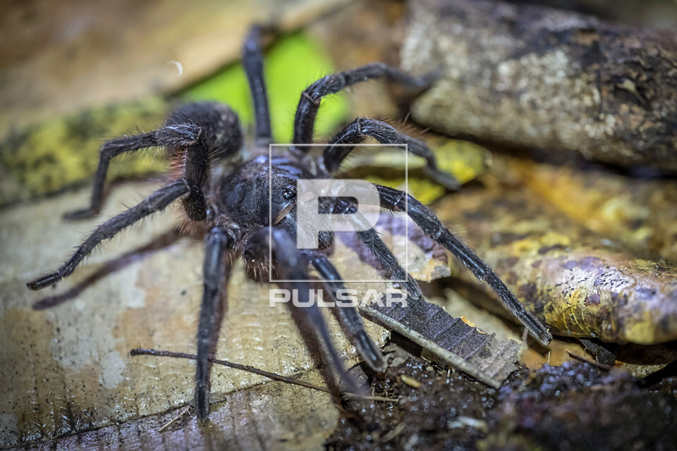 Aranha-caranguejeira na Serra do Imeri - Parque Nacional do Pico da Neblina