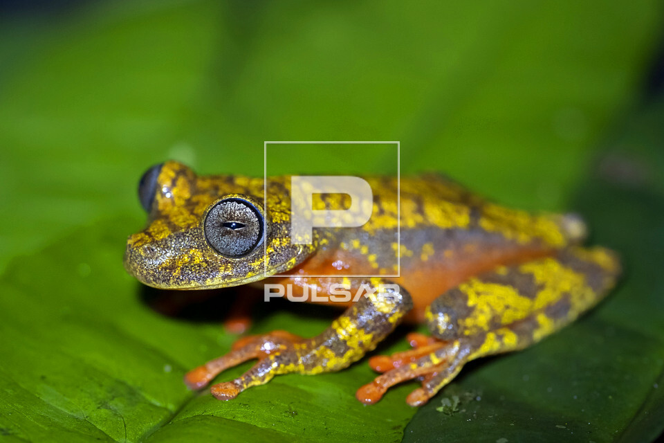 Detalhe de olho de perereca - Serra do Imeri - Parque Nacional do Pico da Neblina