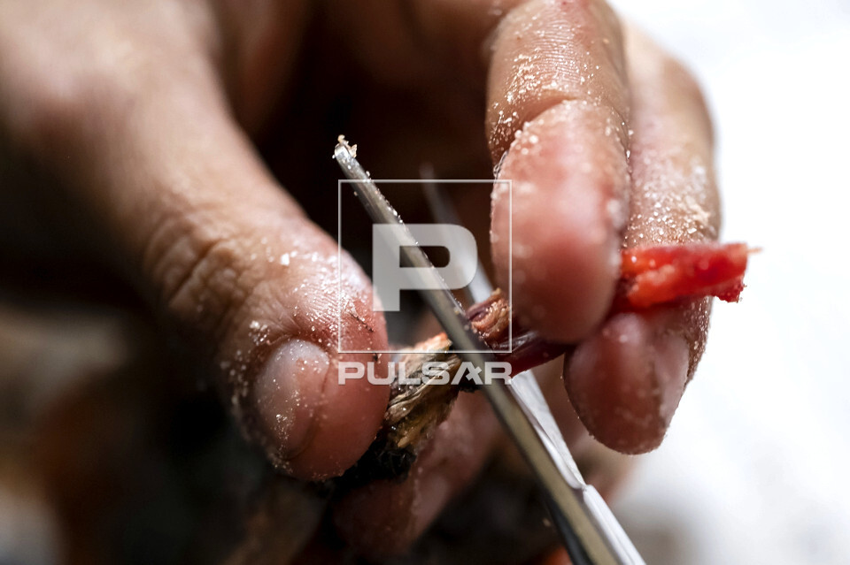 Detalhe de taxidermia de ave coletada durante trabalho de campo na Serra do Imeri - Parque Nacional do Pico da
