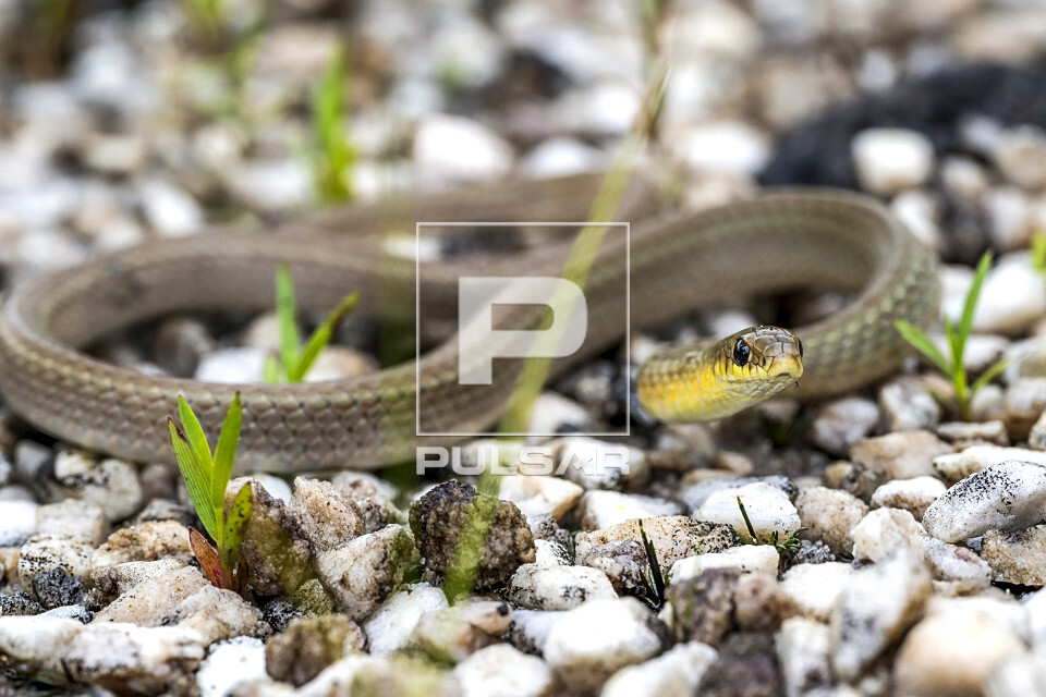 Cobra papa-aranha - Parque Nacional da Chapada dos Veadeiros