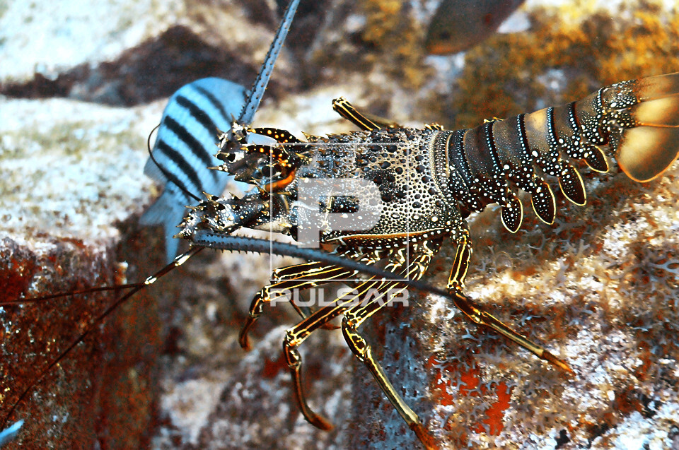 Lagosta - Panulirus sp - Parque Nacional Marinho Fernando de Noronha