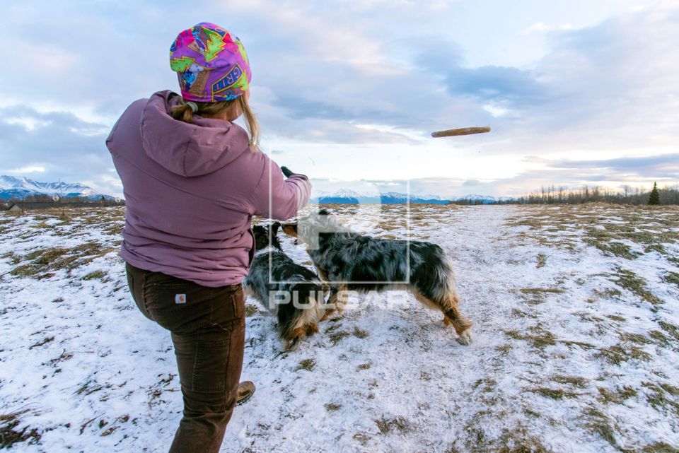 Pessoa brincando com seus cachorros joga frizbee para eles buscarem durante inverno no Alasca