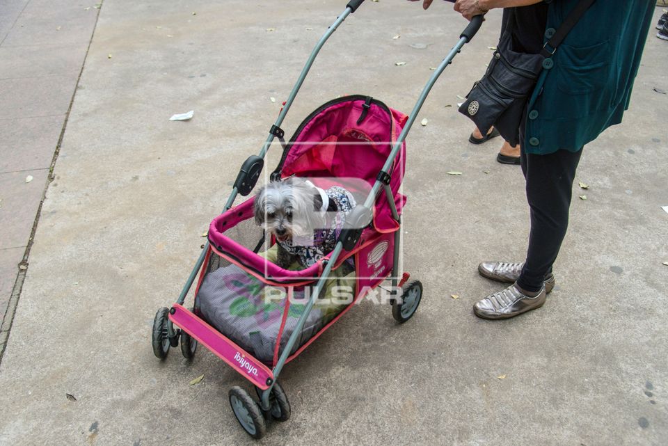 Pessoa passeia com cachorro em carrinho para pet no bairro da Tijuca