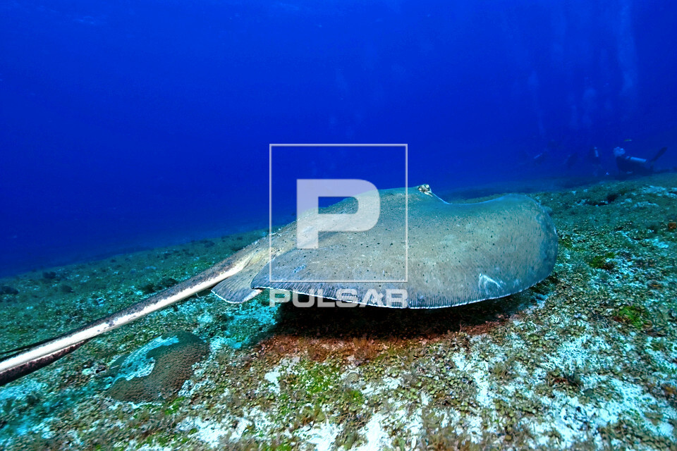 Raia-prego - Parque Nacional Marinho Fernando de Noronha