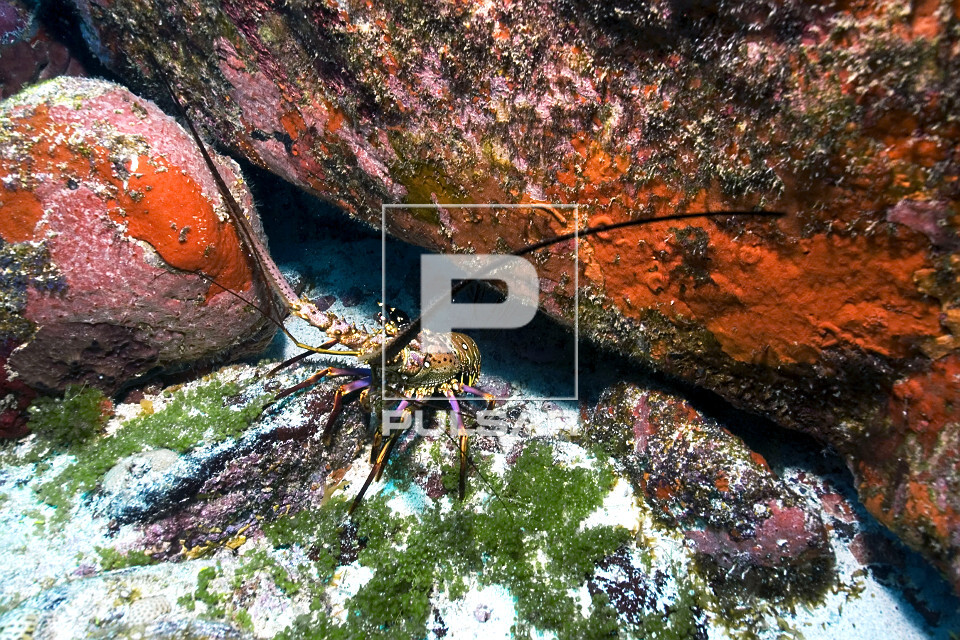 Lagosta - Panulirus sp - Parque Nacional Marinho Fernando de Noronha