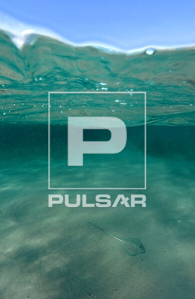 Raia-manteiga Parque Nacional Marinho de Fernando de Noronha