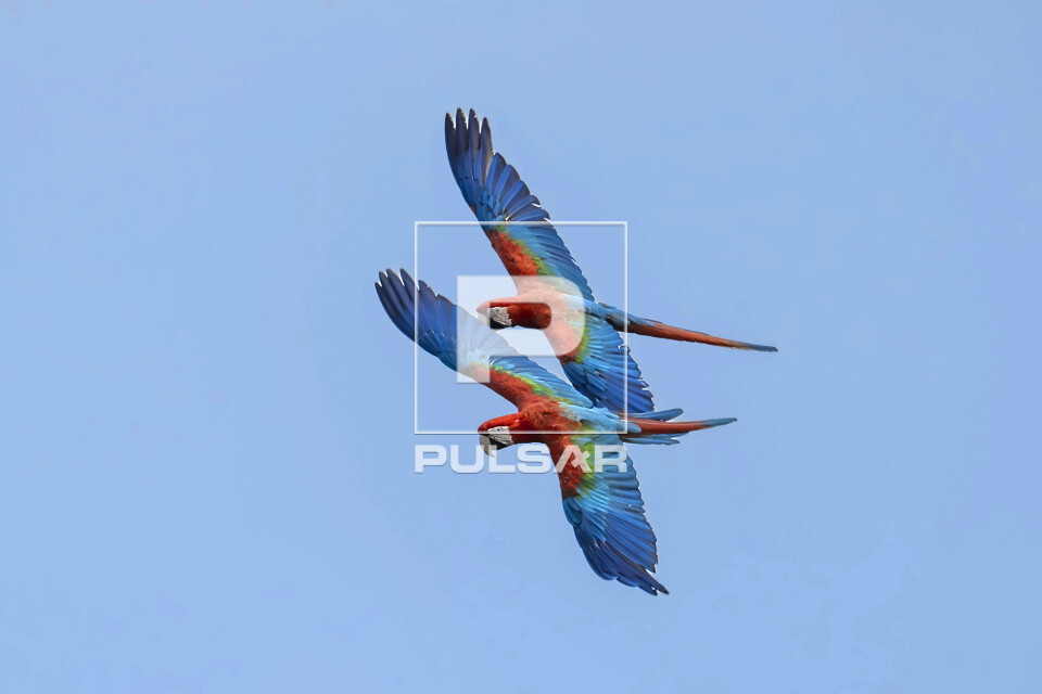 Araras-vermelhas - Parque Estadual Terra Ronca