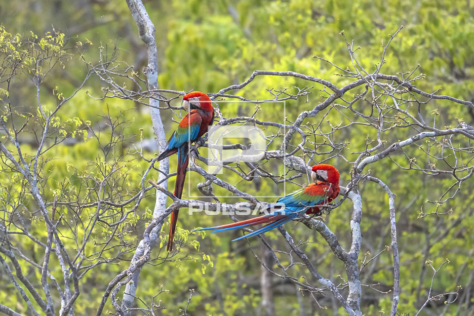 Araras vermelhas - Parque Estadual Terra Ronca
