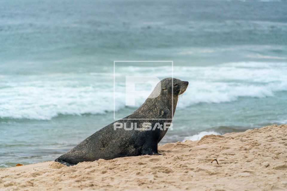 Lobo-marinho apelidado de Joca descansando na praia de Ipanema