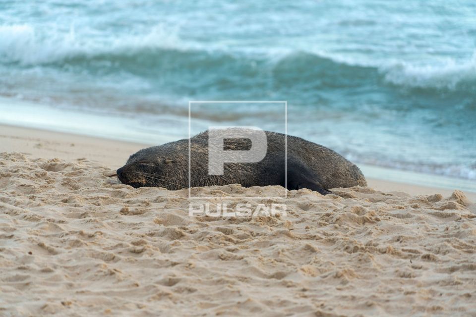 Lobo-marinho apelidado de Joca descansando na praia de Ipanema