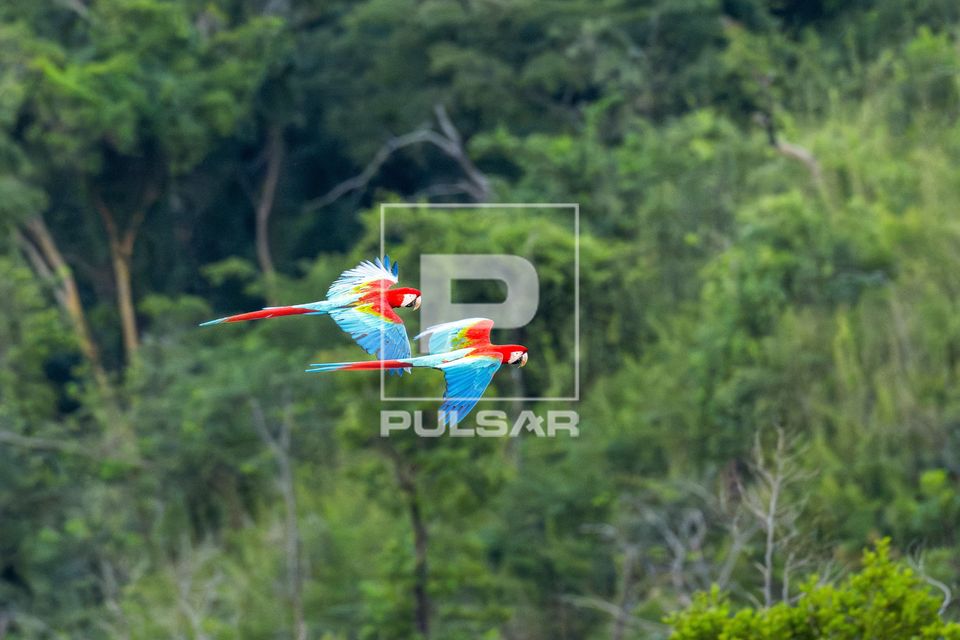 Arara-vermelha em voo - Parque Estadual das Nascentes do Rio Taquari