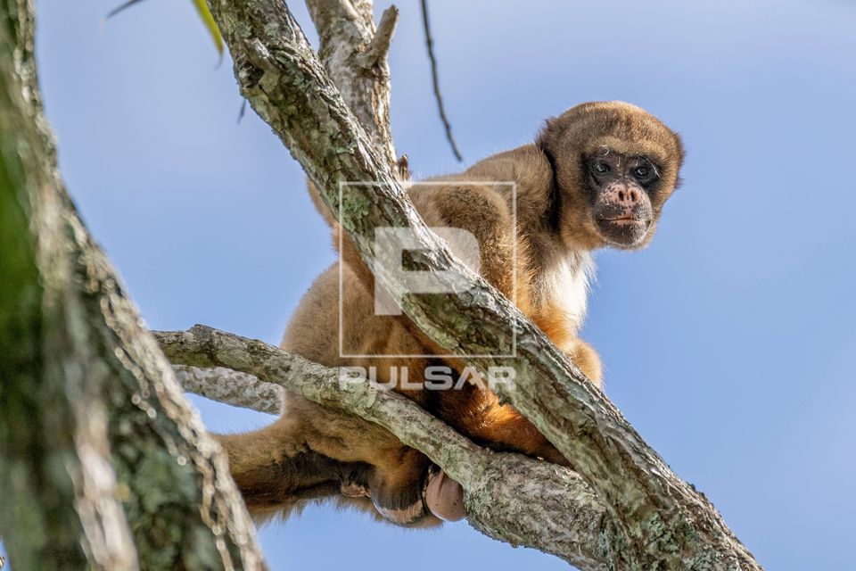 Muriqui-do-norte sentado em tronco de árvore- espécie ameaçada de extinção