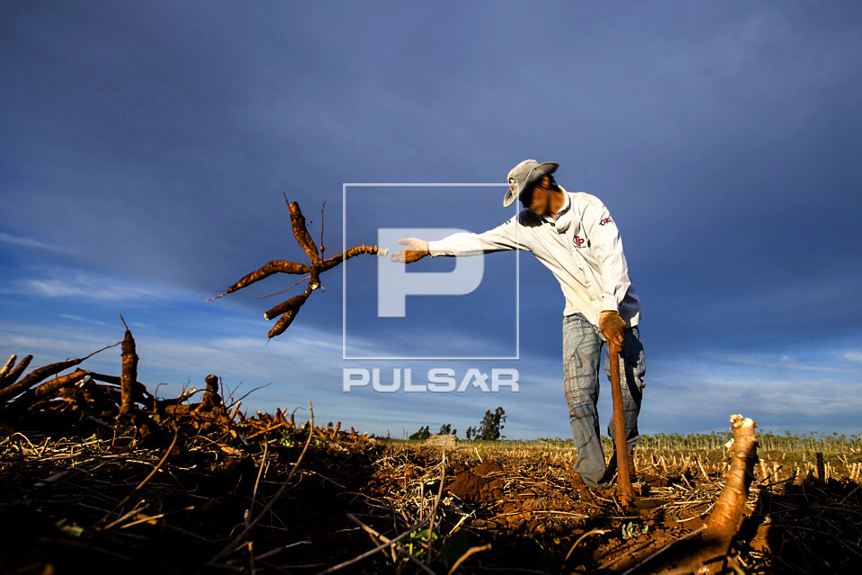 Trabalhador rural colhendo mandioca - 