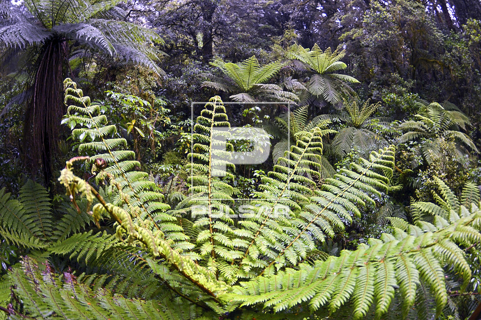 Samambaias em floresta no caminho para The Chasm - nas