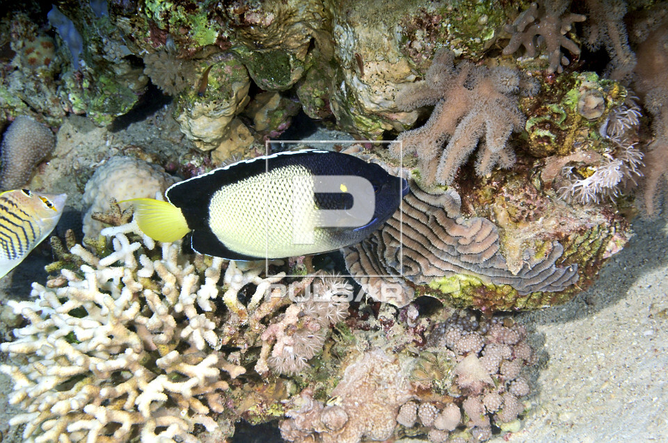 Peixe-anjo do Mar Vermelho - Apolemichthys xanthotis