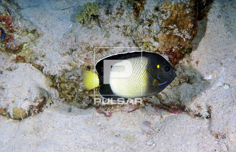 Peixe-anjo do Mar Vermelho - Apolemichthys xanthotis