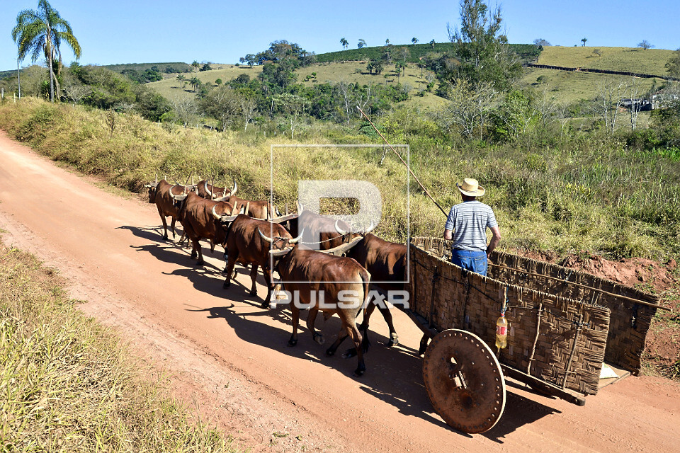 Pessoa conduzindo carro de bois em estrada de terra na zona rural