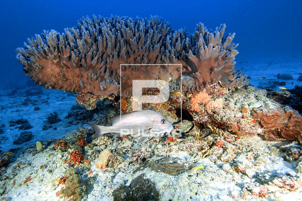 Caranha vermelha sob coral duro - Ilha de Heron - Parque Marinho de Grande Barreira de Corais - 