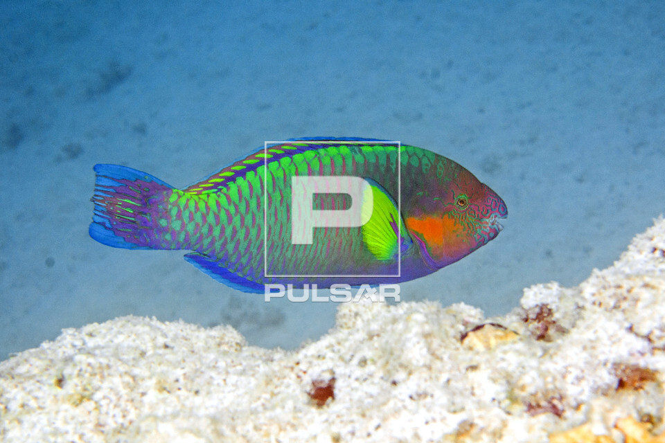 Peixe papagaio surfista - Ilha de Heron - Parque Marinho de Grande Barreira de Corais - 