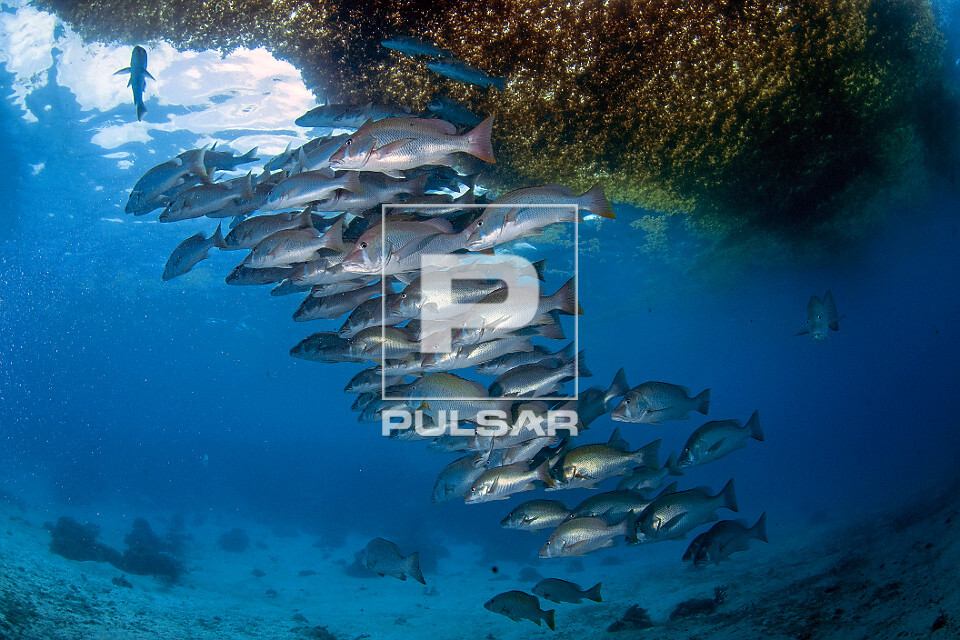 Cardume de caranhas vermelhas sob agregado de algas flutuantes - Reserva Marinha Hol Chan - 