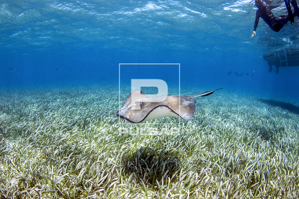 Arraia prego nada sobre grama marinha e sob barco - Reserva Marinha Hol Chan - 