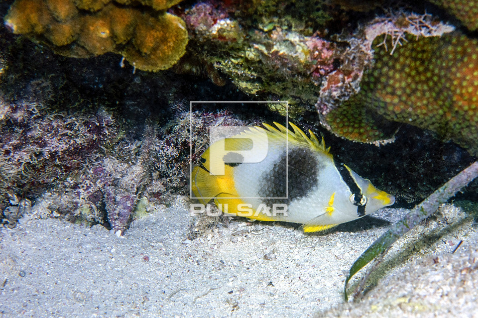 Peixe-borboleta - Reserva Marinha Hol Chan - 