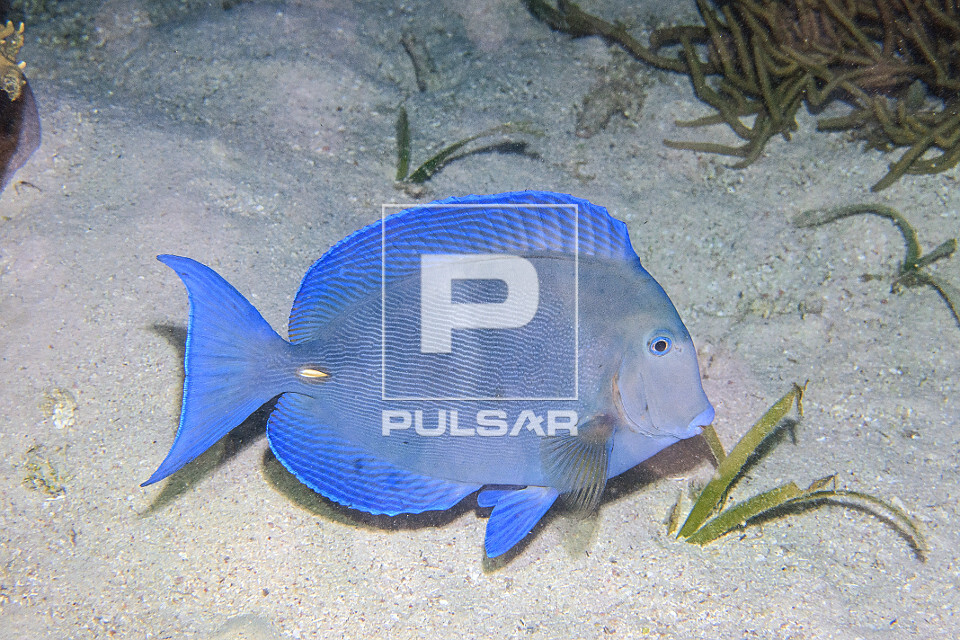 Barbeiro azul - Reserva Marinha Hol Chan - 