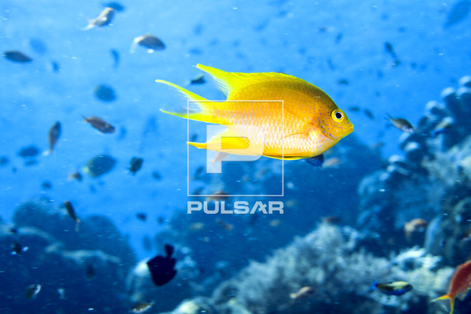 Donzelinha dourada - Ilha de Sipadan - 