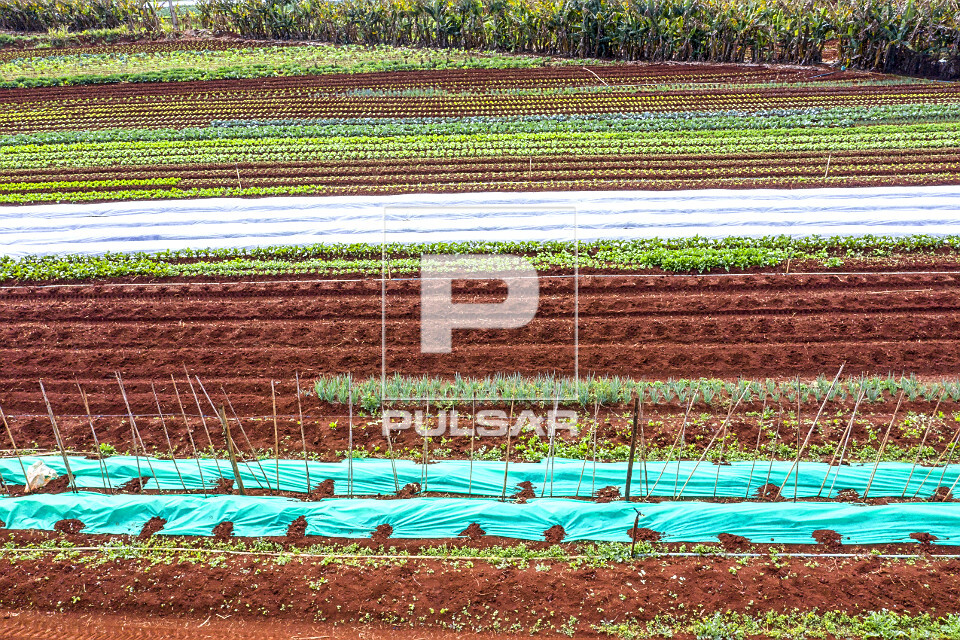 Vista de drone de canteiros de tomates e verduras cobertos com tnt para evitar que geada destrua toda a planta