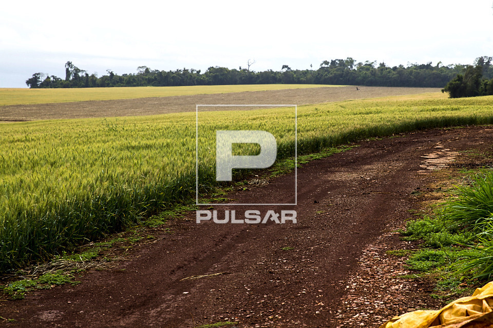 Plantação de trigo | Pulsar Imagens | Banco imagens do Brasil