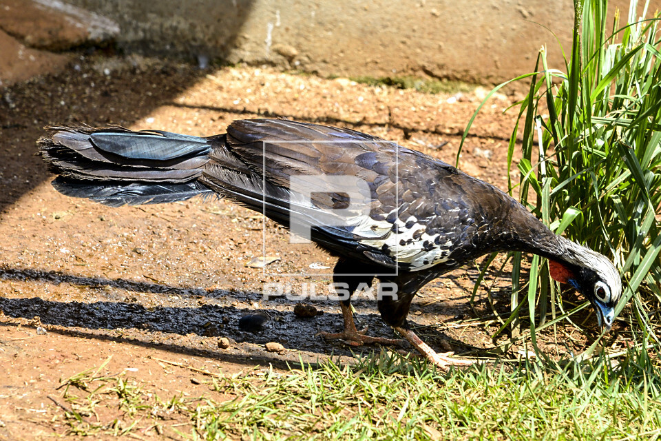 Jacutinga no zoo das aves - 