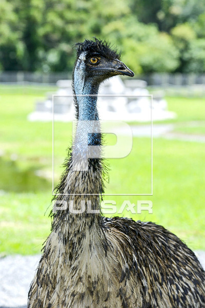 Emu no zoo das aves - 