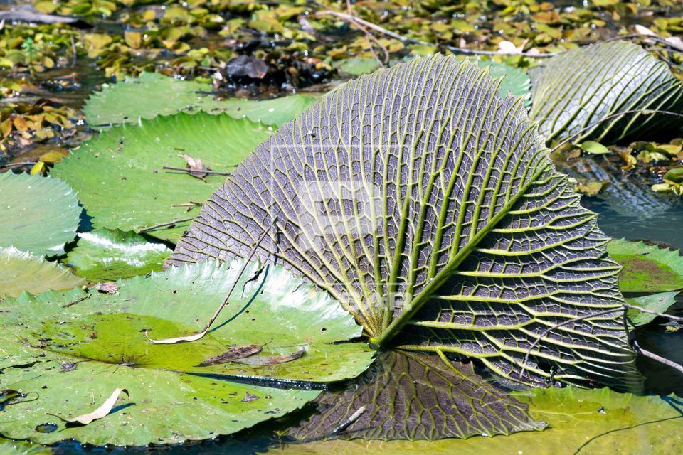 Parte inferior de folha de ninfeia no lago do Horto Florestal de Rio Claro