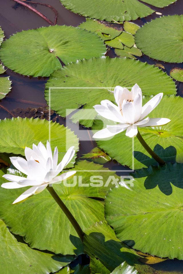 Flor de ninfeia no lago do Horto Florestal de Rio Claro