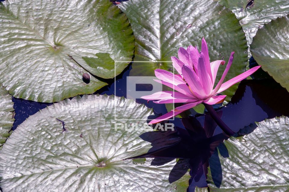 Flor de ninfeia no lago do Horto Florestal de Rio Claro