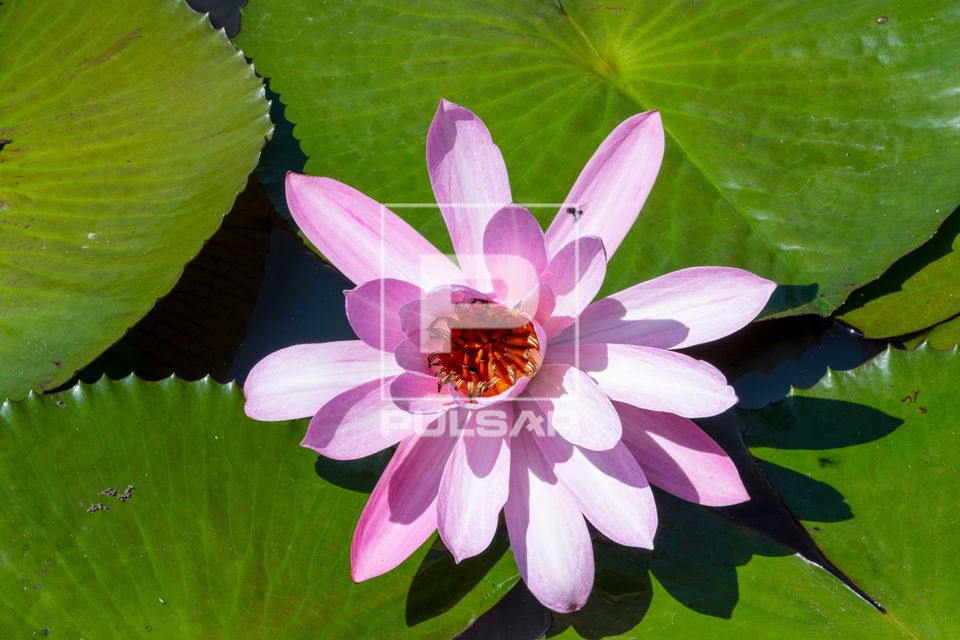 Flor de ninfeia no lago do Horto Florestal de Rio Claro