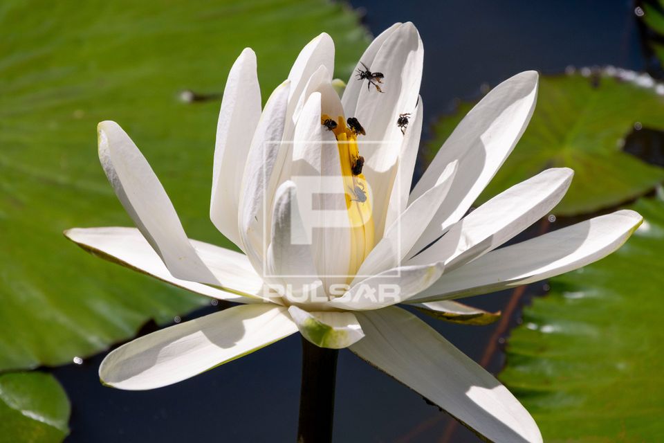 Abelhas polinizando flor de ninfeia 
