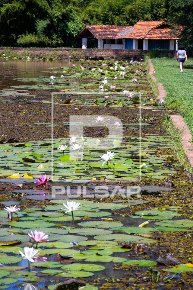 Lago do Horto Florestal coberto por ninfeias com flores