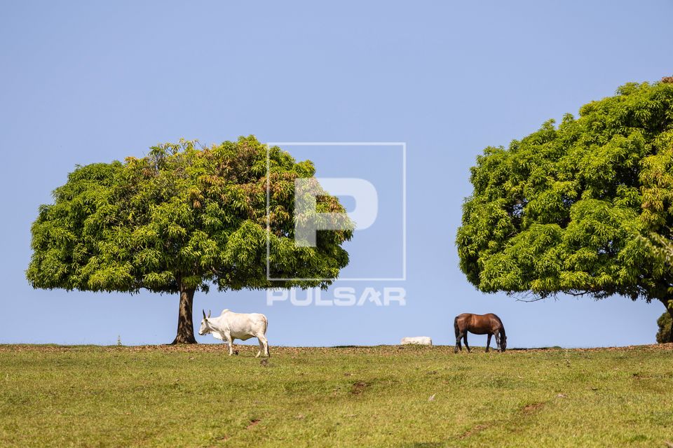 Boi e cavalo pastando em propriedade rural