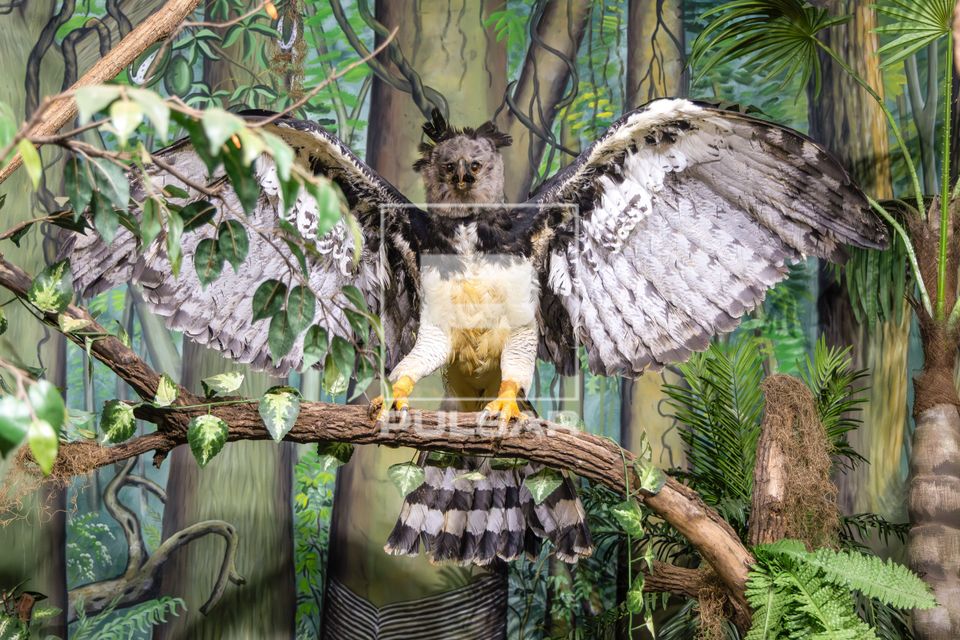 Harpia do bioma Amazônia taxidermizada e exposta no Museu de História Natural Mozart de Oliveira Vallim 