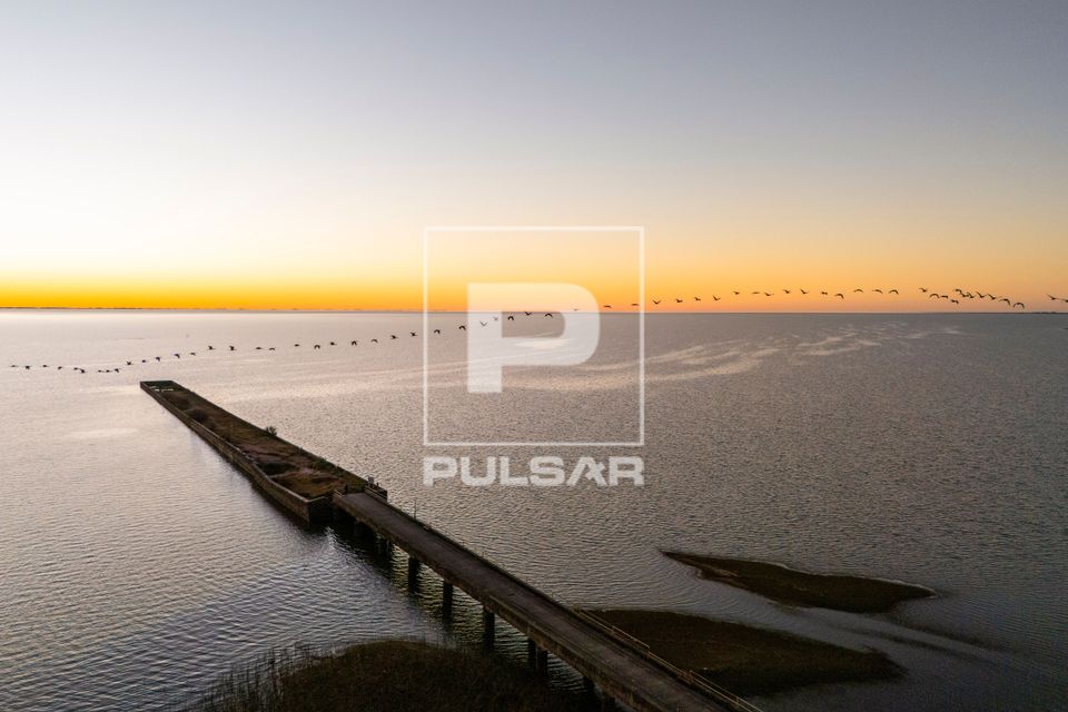 Revoada de Tapicurus sobre a Lagoa Mirim no fim da tarde