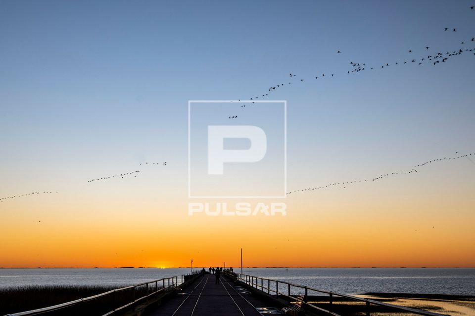 Revoada de Tapicurus sobre a Lagoa Mirim no fim da tarde