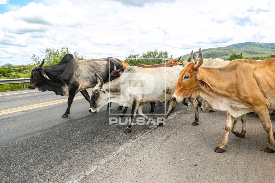 Rebanho de gado bovino atravessando a rodovia BR-116 - Rodovia Santos Dumont