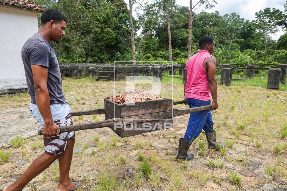 Trabalhadores levam polpa do cacau para o terreiro