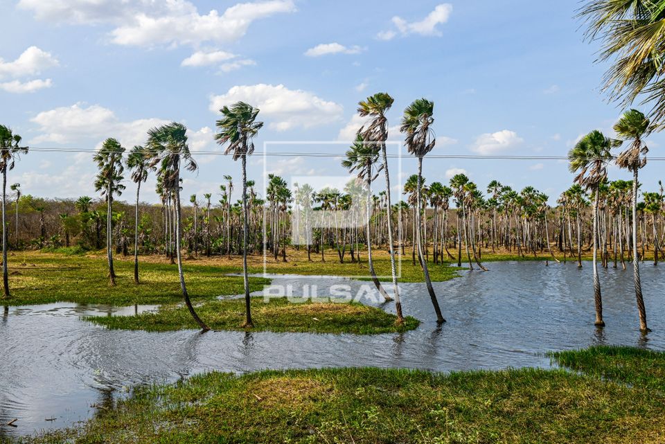 Mata de Cocais - carnaúbas com pequeno açude