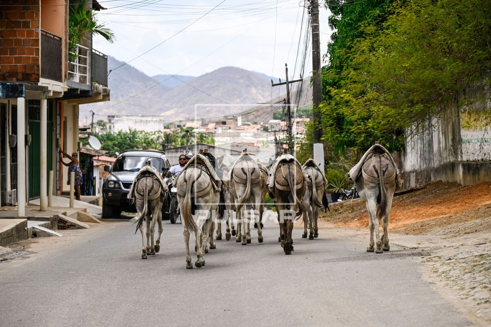 Muares andando em rua na cidade