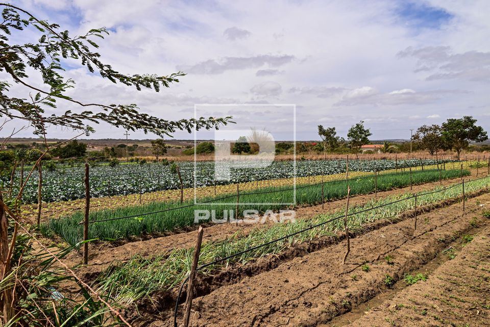 Plantação de hortaliças