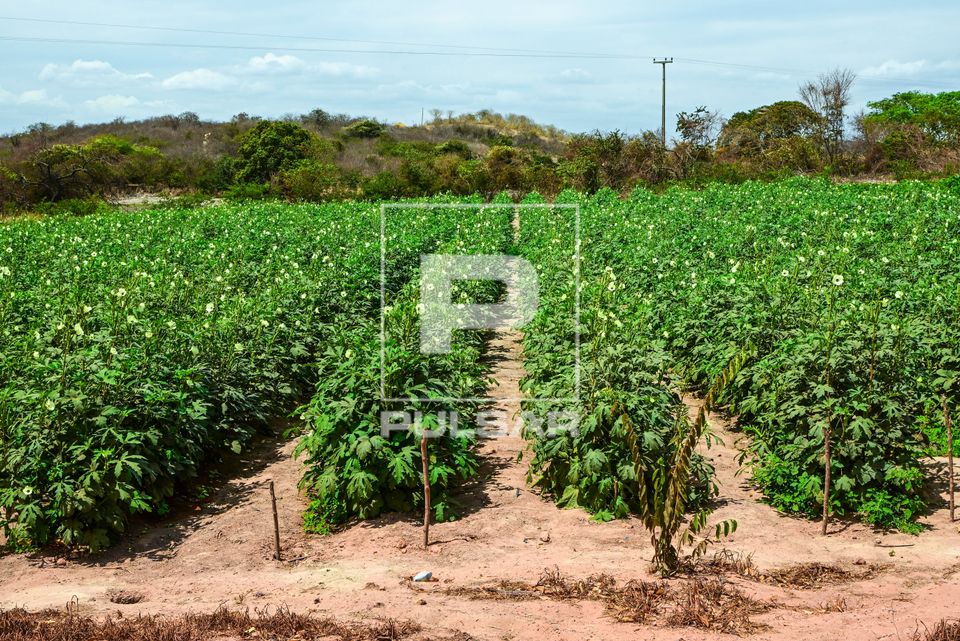 Plantação de quiabo